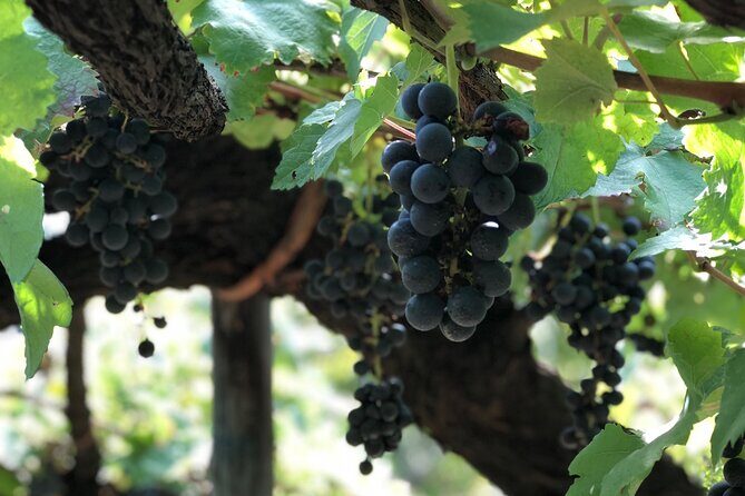 Amalfi coast private tour with Amalfi Ravello and Wine Tour from Positano - Price and Value: Is $590.60 a Good Deal?