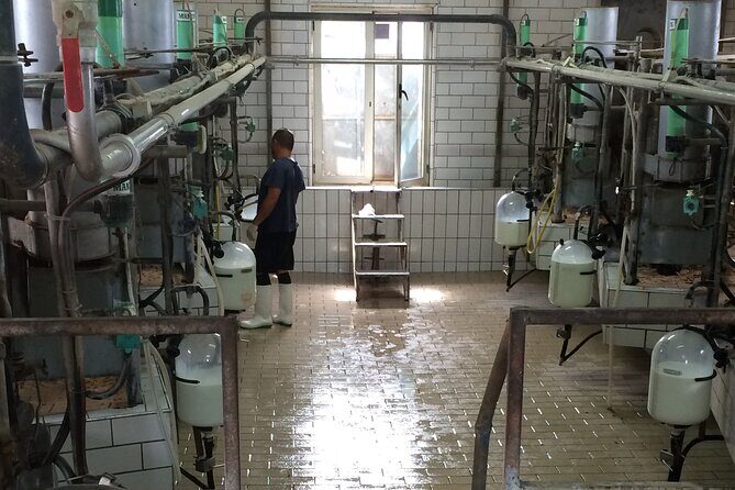 Food gastronomic tour - Olive oil mill: extra virgin tasting plus limoncello