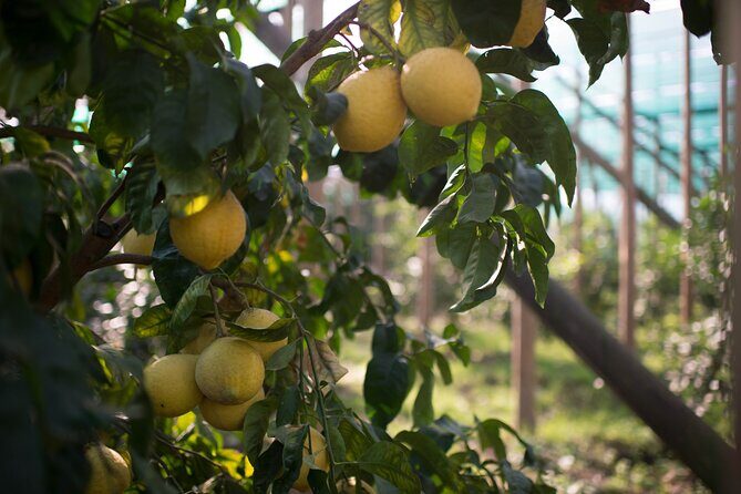 Guided tour of the history and tradition of the Sorrento lemon - Price and value: where that $59.29 really goes
