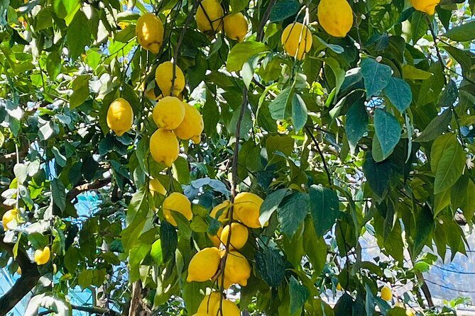 Guided tour of the history and tradition of the Sorrento lemon - The lemon grove stroll: old varieties you can actually spot