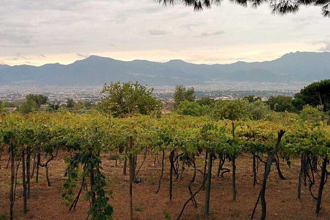 Pompeii & Vesuvius with Lunch & Wine Tasting from Positano - Price and value: is $324.64 worth it?