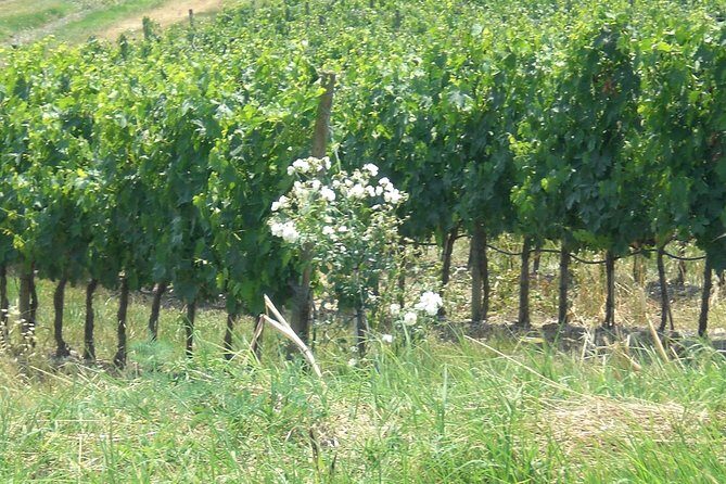 Private day tour to Pompei ,winery, Sorrento from Napoli/Salerno/Amalfi/Positano - Why lunch at the winery is more than a meal