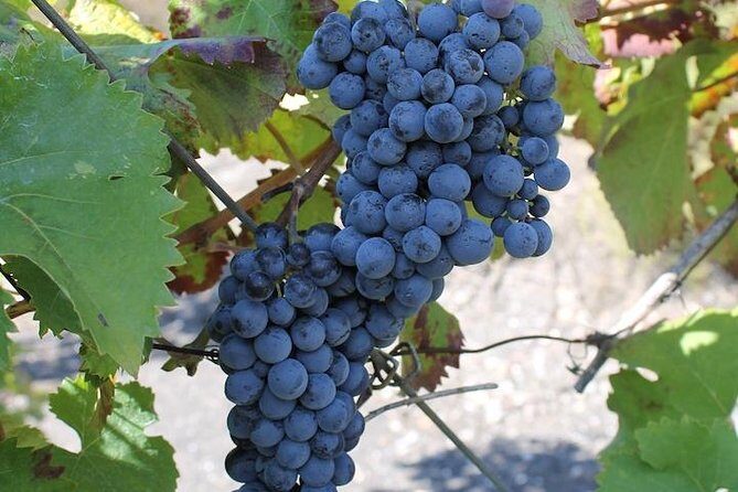 Private day tour to Pompei ,winery, Sorrento from Napoli/Salerno/Amalfi/Positano - Price and value: is $414.86 a fair deal?