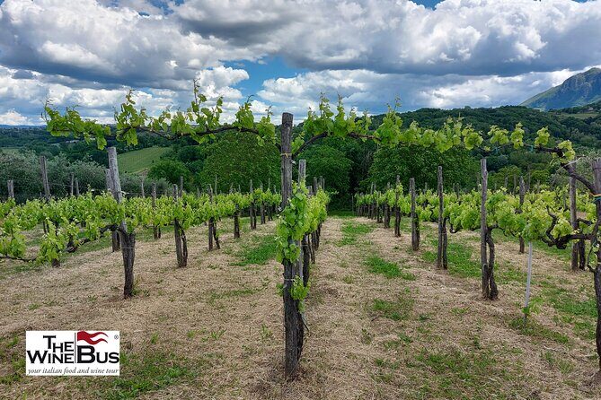 Private Irpinia Wine Tour from POSITANO, AMALFI or RAVELLO - Positano to Irpinia: a private day that actually feels like a break