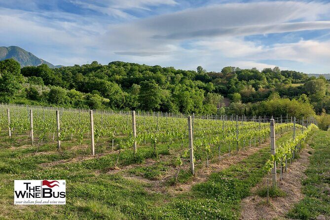 Private Irpinia Wine Tour from POSITANO, AMALFI or RAVELLO - Who should book this private Irpinia wine tour